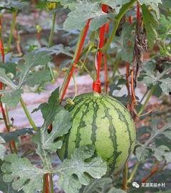 免费福利吃瓜群,揭秘网络社交新潮流